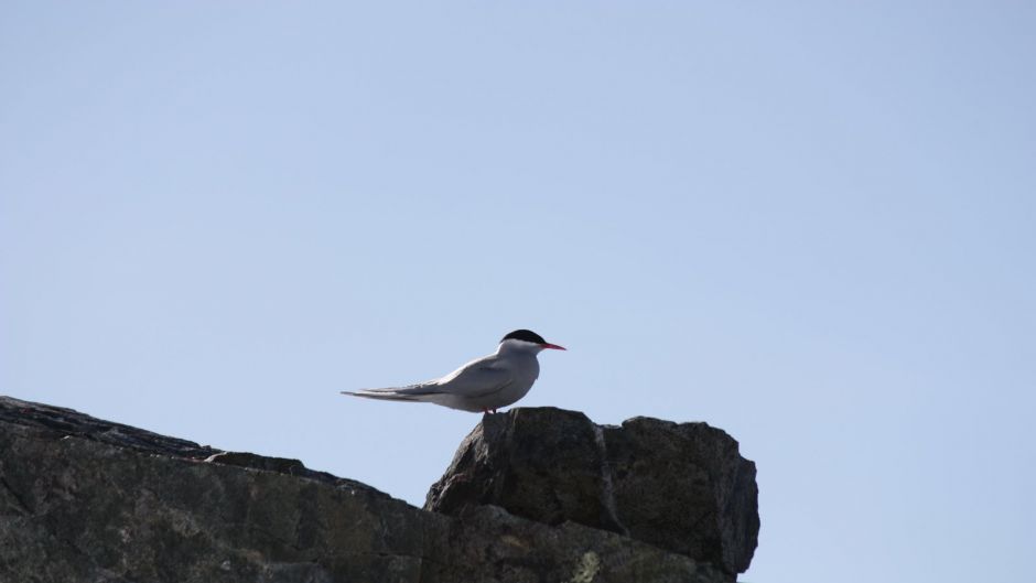 Antarctic tern, Guia de Fauna. RutaChile.   - UNITED STATES