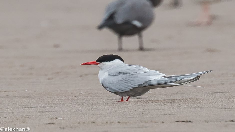 Antarctic tern, Guia de Fauna. RutaChile.   - UNITED STATES