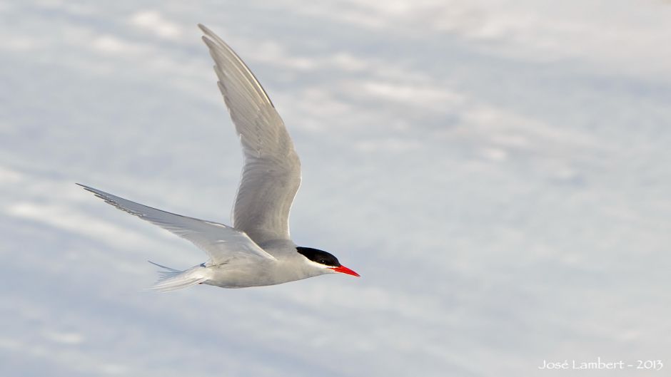 Antarctic tern, Guia de Fauna. RutaChile.   - 