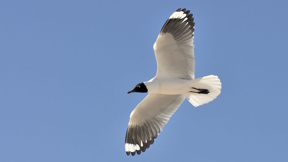 Andean Gull, Guia de Fauna. RutaChile.   - 