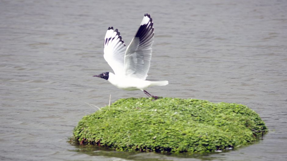 Andean Gull, Guia de Fauna. RutaChile.   - PERU