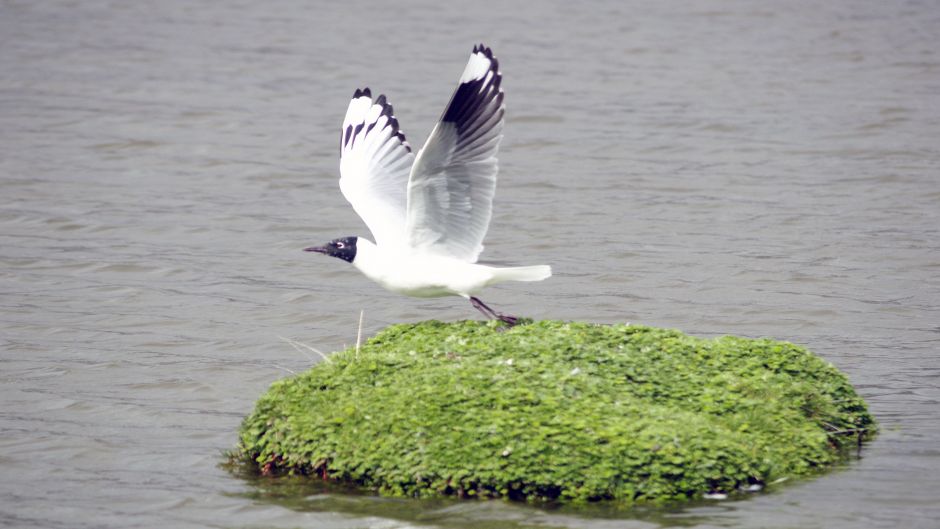 Andean Gull, Guia de Fauna. RutaChile.   - PERU