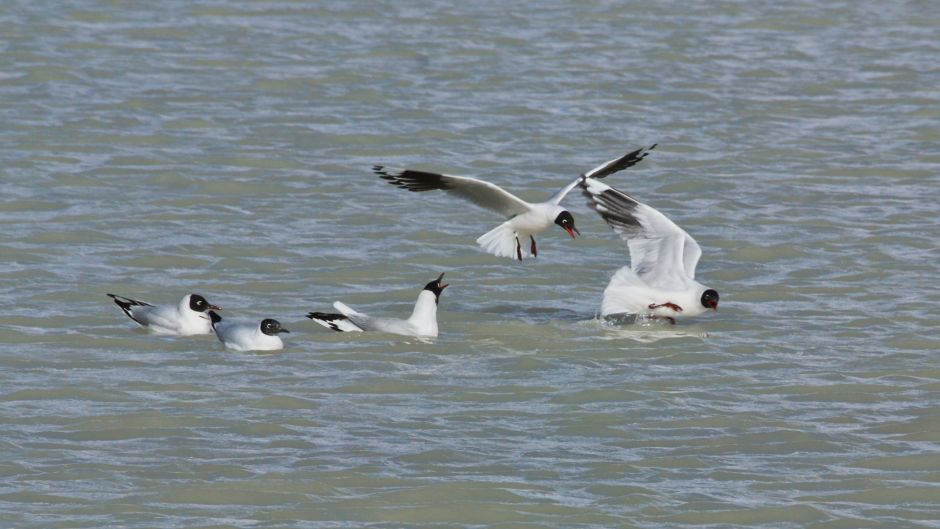 Andean Gull, Guia de Fauna. RutaChile.   - ARGENTINA