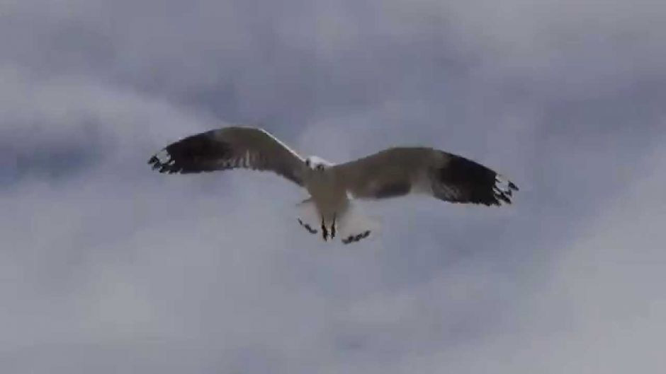 Andean Gull, Guia de Fauna. RutaChile.   - 