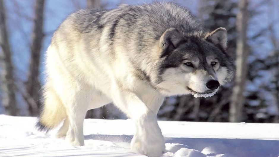 Arctic Wolf.   - UNITED STATES