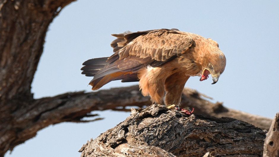 Eagle, bird guide..   - CHILE