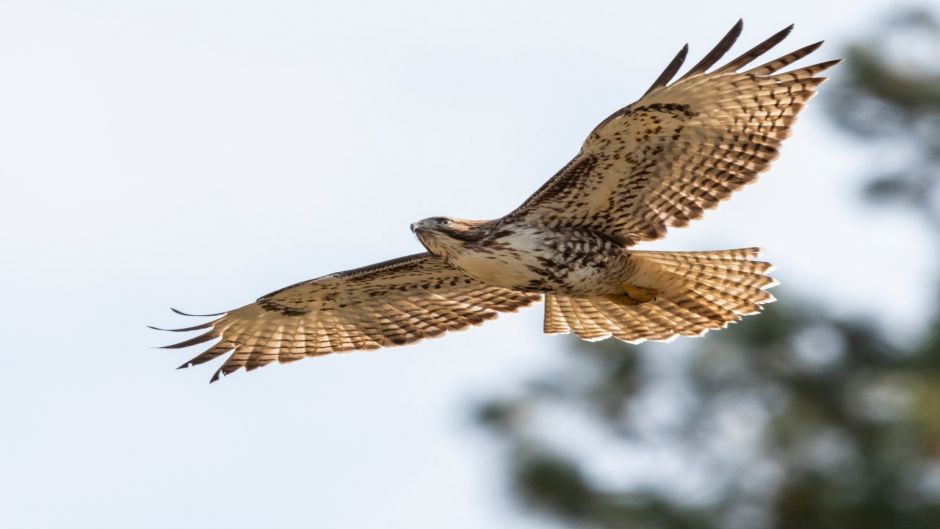 Eagle, bird guide..   - BRAZIL