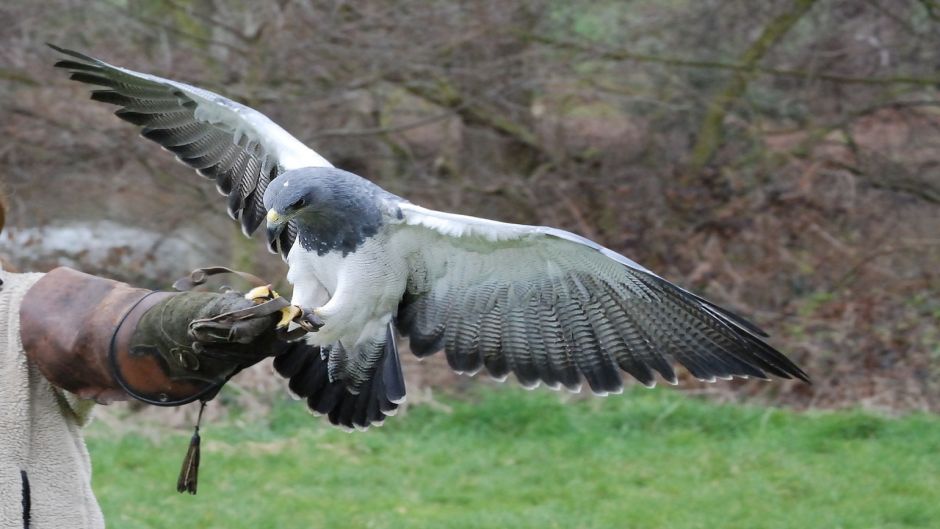 Eagle Mora.   - BRAZIL