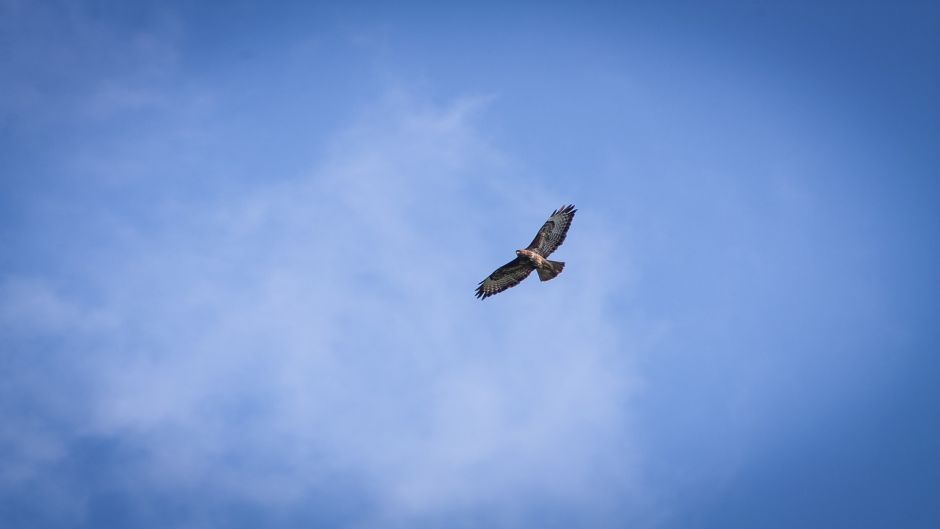 Harrier.   - ECUADOR