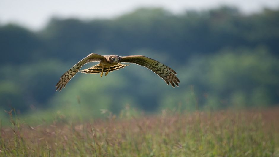 Harrier.   - Paraguay