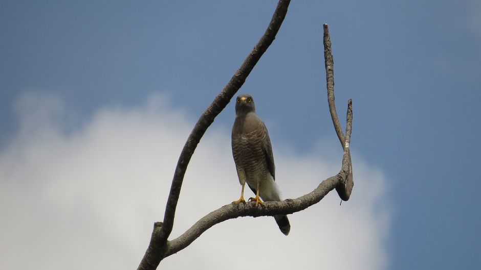 Harrier.   - ECUADOR