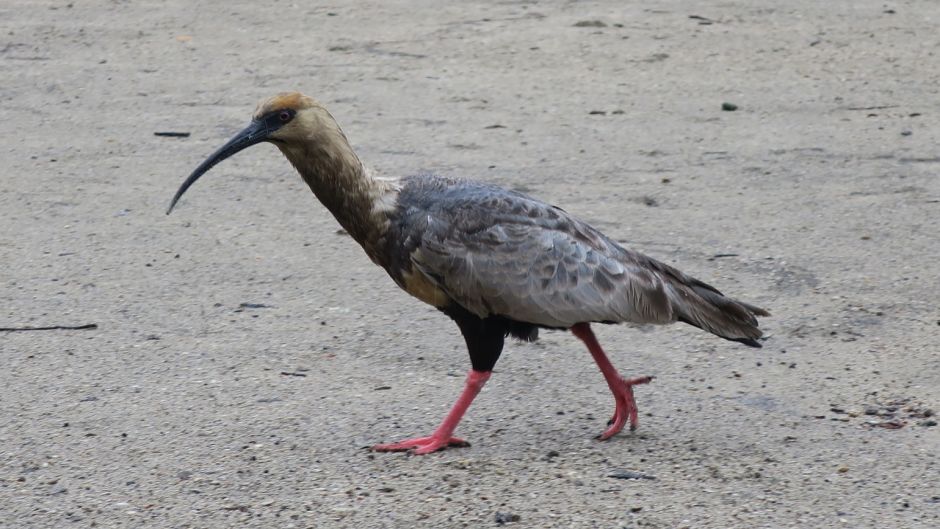 Bandurria, Guia de Fauna. RutaChile.   - ARGENTINA