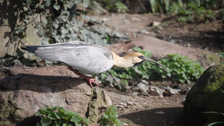 Bandurria, Guia de Fauna. RutaChile.   - BRAZIL