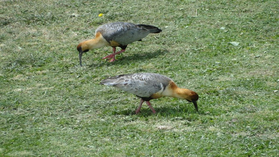 Bandurria, Guia de Fauna. RutaChile.   - BRAZIL