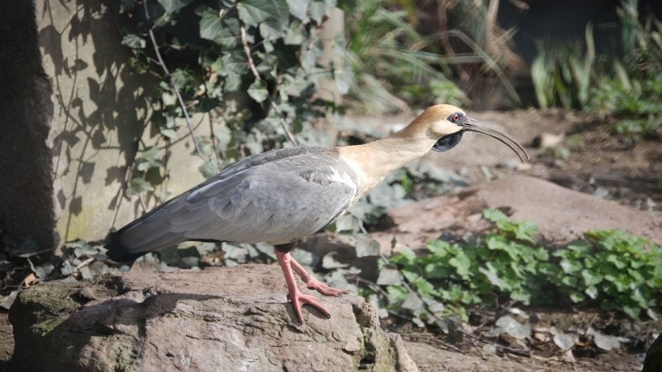 Bandurria, Guia de Fauna. RutaChile.   - 