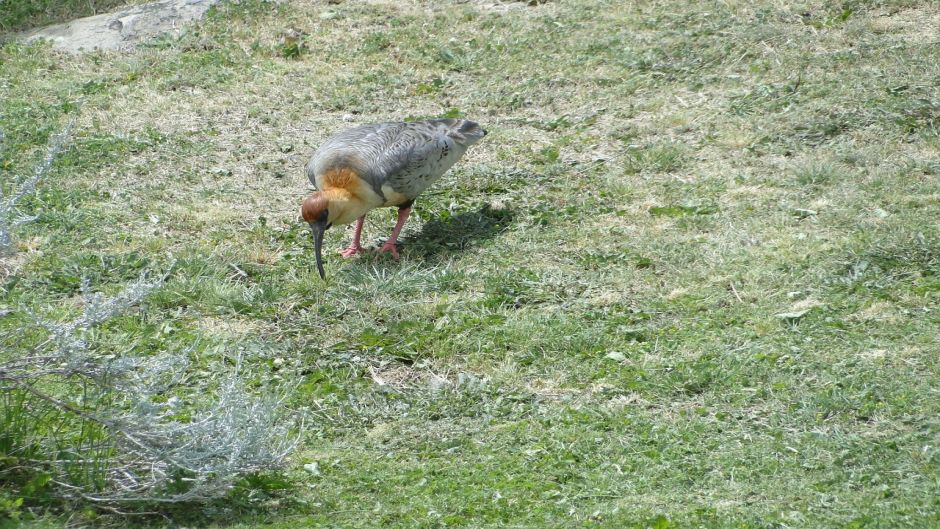 Bandurria, Guia de Fauna. RutaChile.   - COLOMBIA