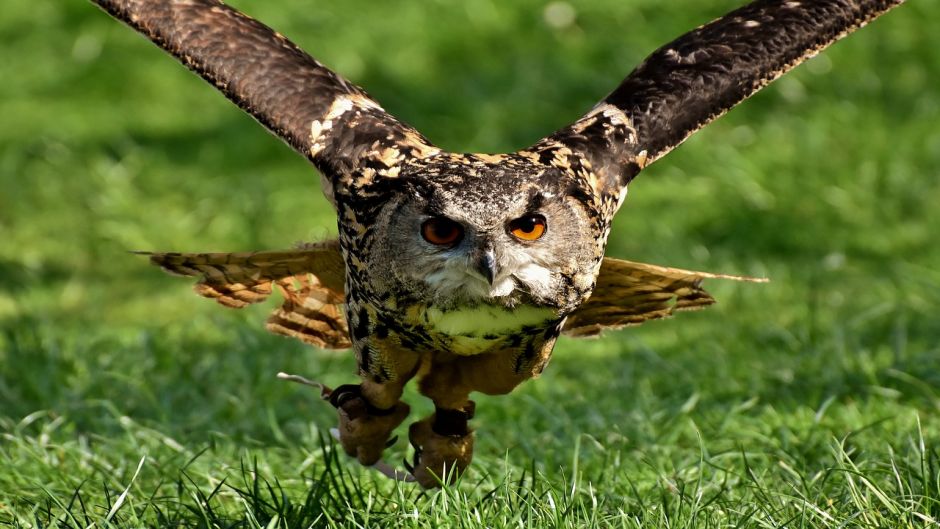 Owl.   - PERU