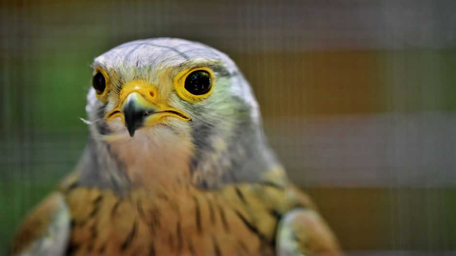 Kestrel, bird guide.   - CANADA