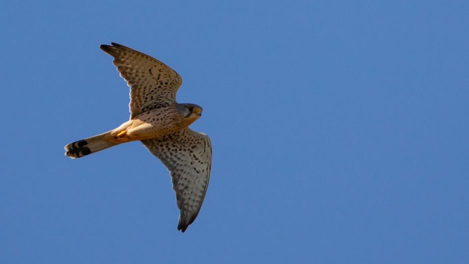 Kestrel, bird guide.   - 