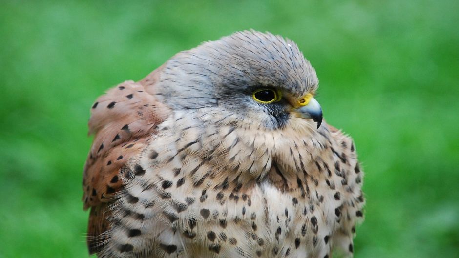 Kestrel, bird guide.   - CHILE