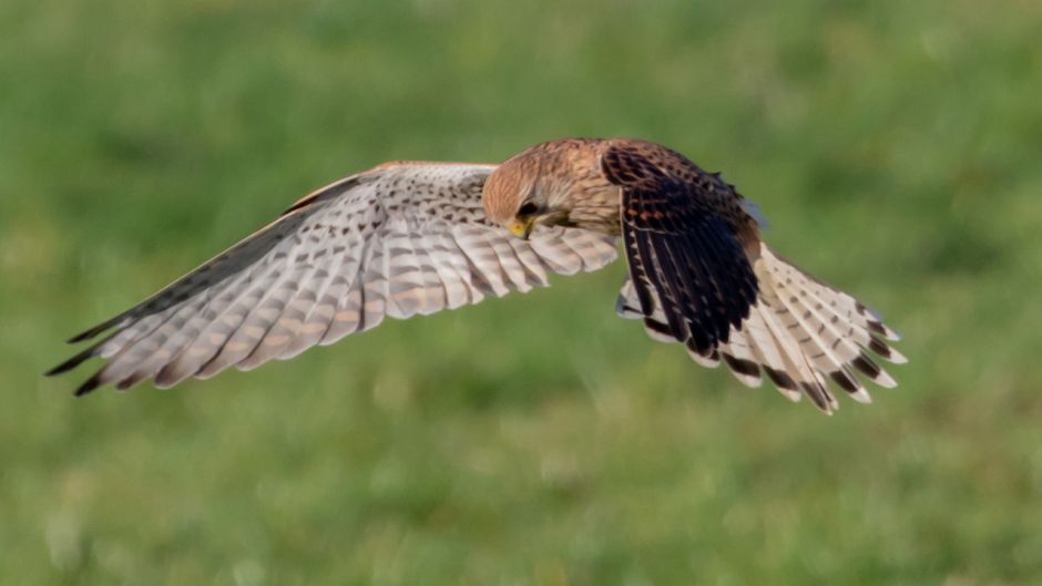 Kestrel, bird guide.   - 