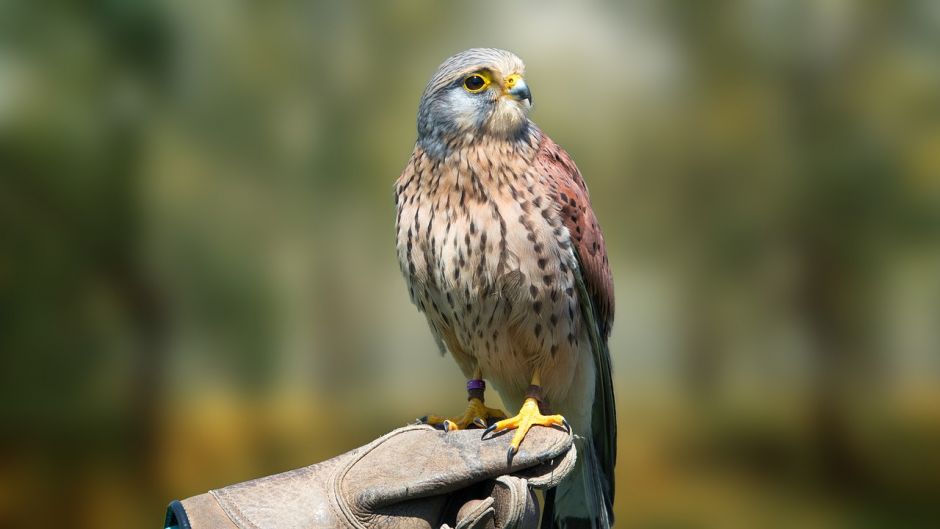 Kestrel, bird guide.   - BOLIVIA