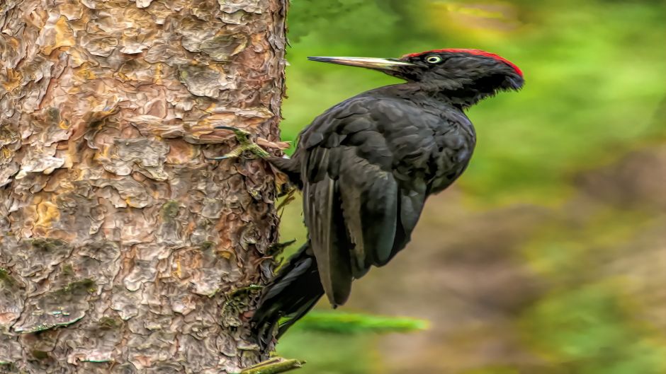 Black woodpecker, Guia de Fauna. RutaChile.   - 