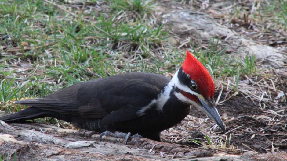 Black woodpecker, Guia de Fauna. RutaChile.   - 