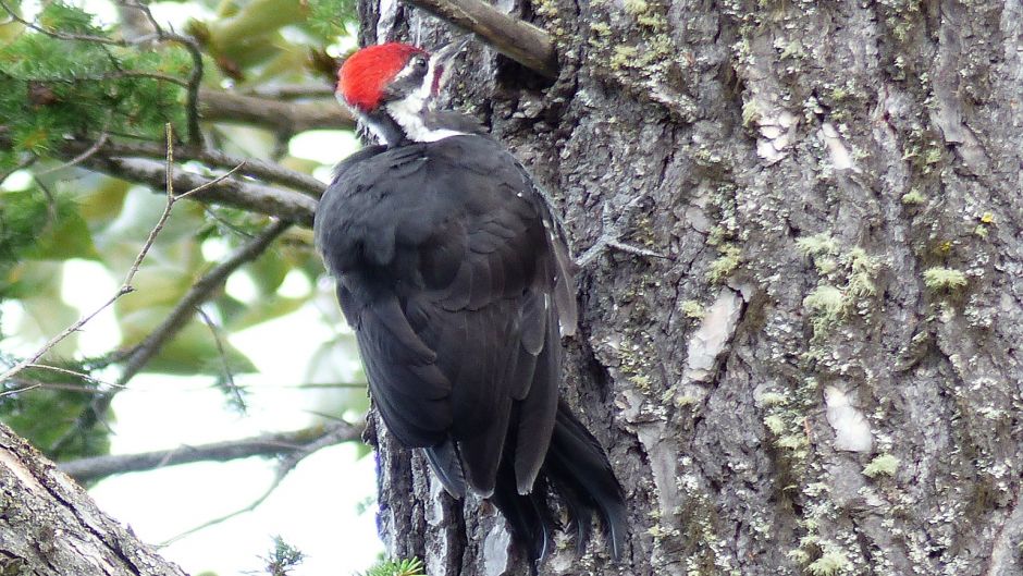 Black woodpecker, Guia de Fauna. RutaChile.   - 