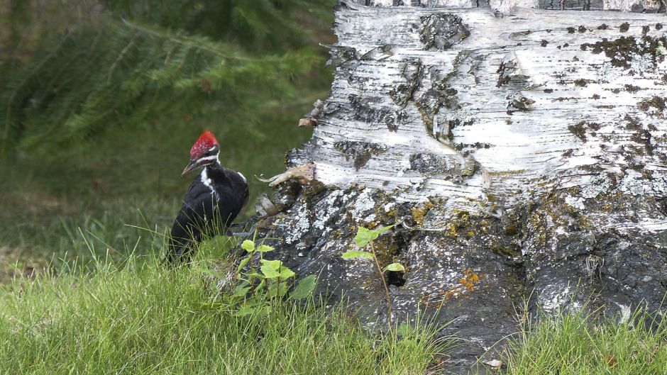 Black woodpecker, Guia de Fauna. RutaChile.   - 