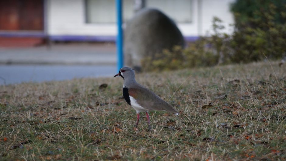 Queltehue, Guia de Fauna. RutaChile.   - ECUADOR