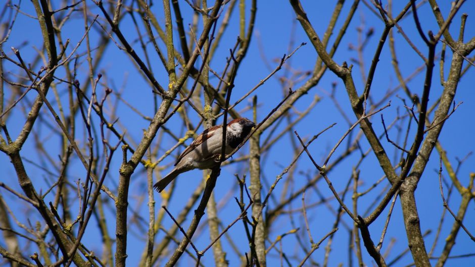 Very friendly and basically insectivora, bird lives in all fields, .   - 