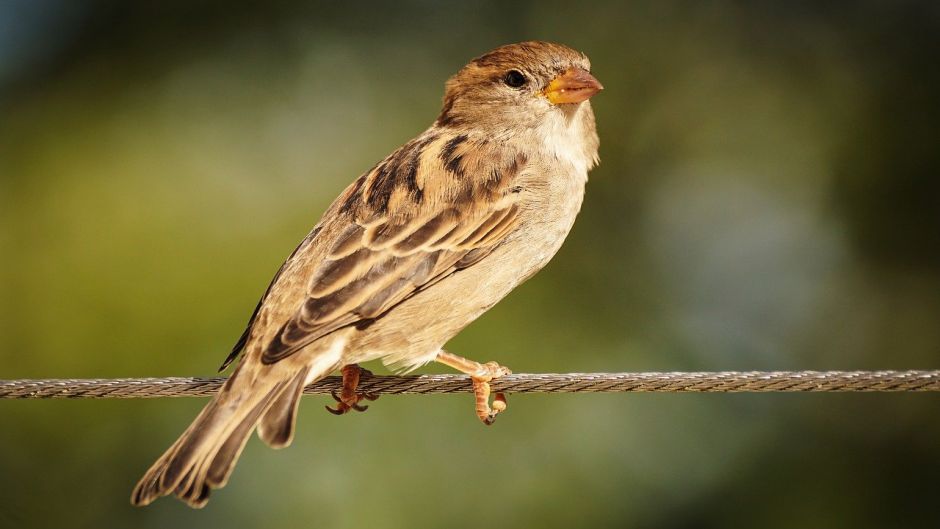 Very friendly and basically insectivora, bird lives in all fields, .   - Uruguay