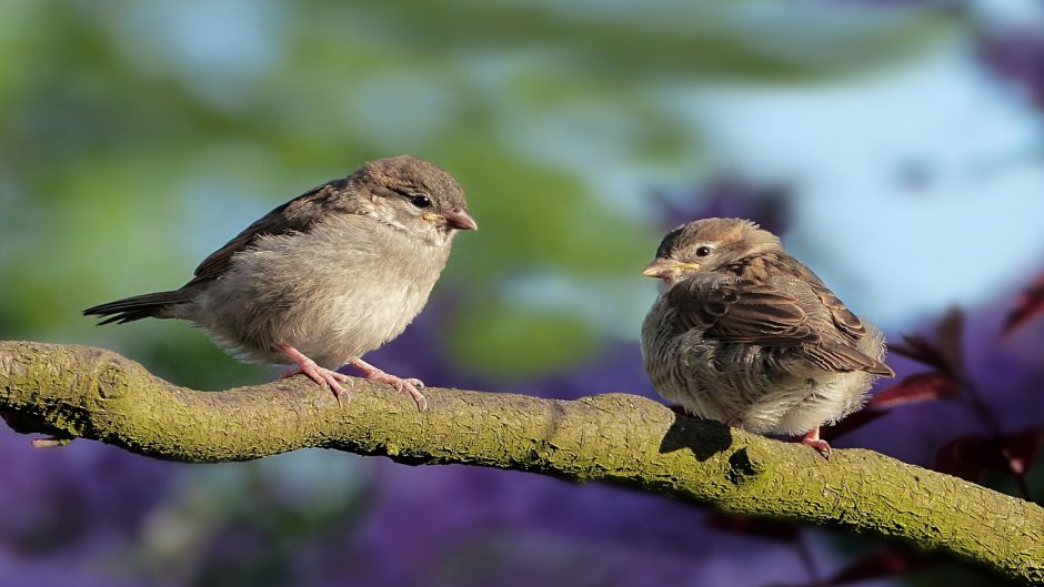 Very friendly and basically insectivora, bird lives in all fields, .   - 