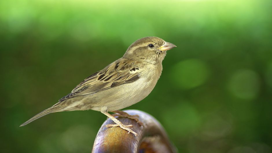 Very friendly and basically insectivora, bird lives in all fields, .   - Uruguay