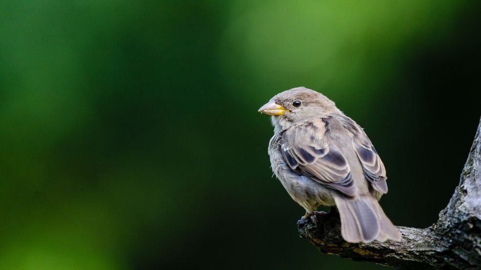 Very friendly and basically insectivora, bird lives in all fields, .   - 