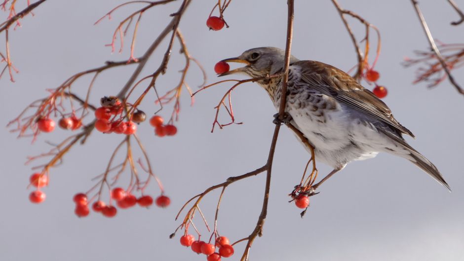 Fieldfare, Guia de Fauna. RutaChile.   - 
