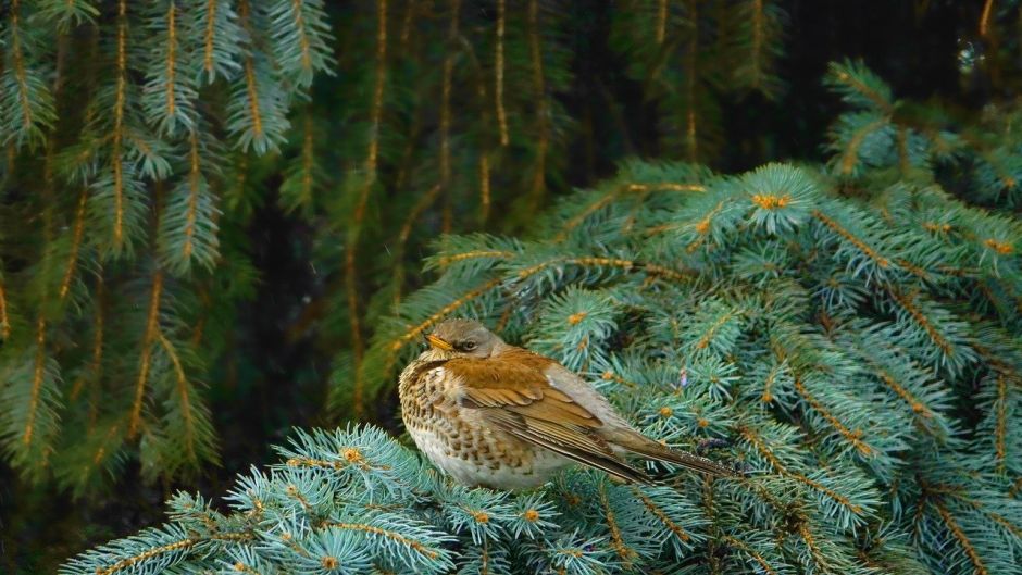 Fieldfare, Guia de Fauna. RutaChile.   - BRAZIL