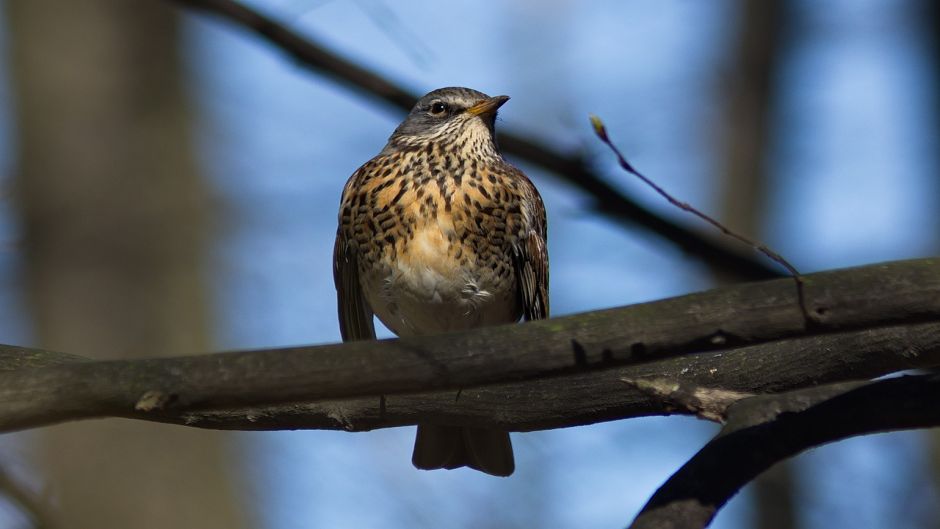 Fieldfare, Guia de Fauna. RutaChile.   - DOMINICAN REPUBLIC