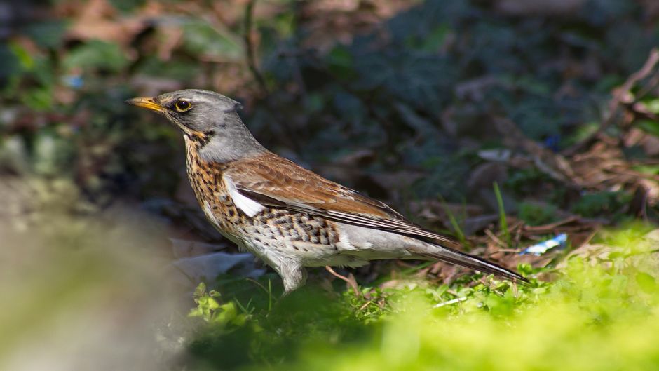 Fieldfare, Guia de Fauna. RutaChile.   - DOMINICAN REPUBLIC