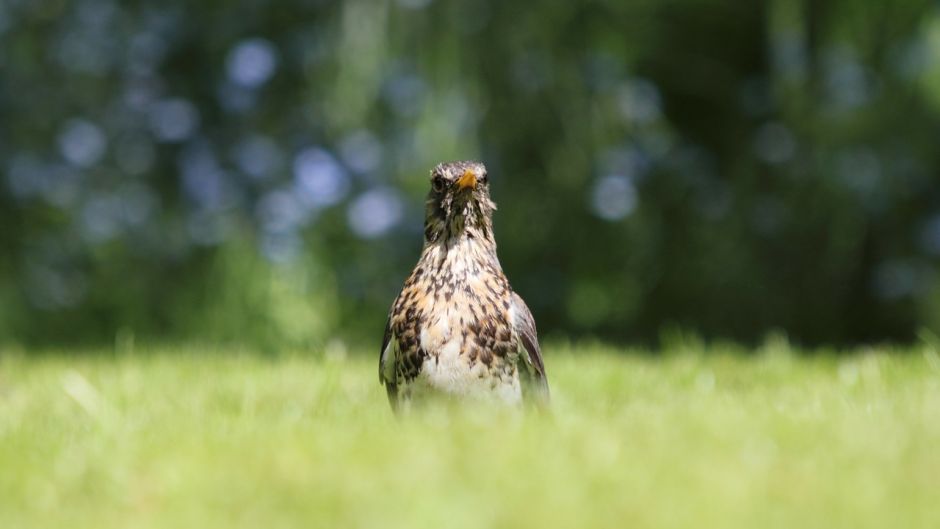 Fieldfare, Guia de Fauna. RutaChile.   - 