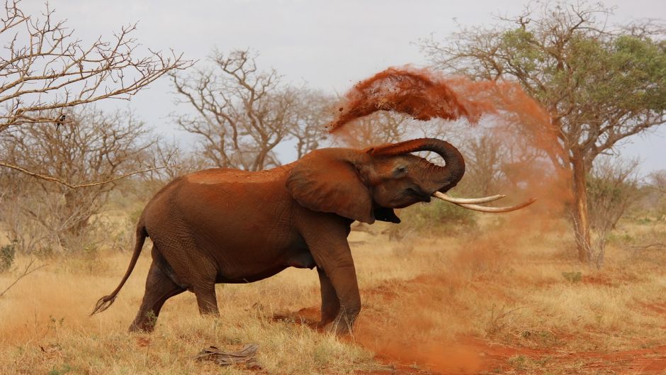 African elephant, Guia de Fauna. RutaChile.   - 