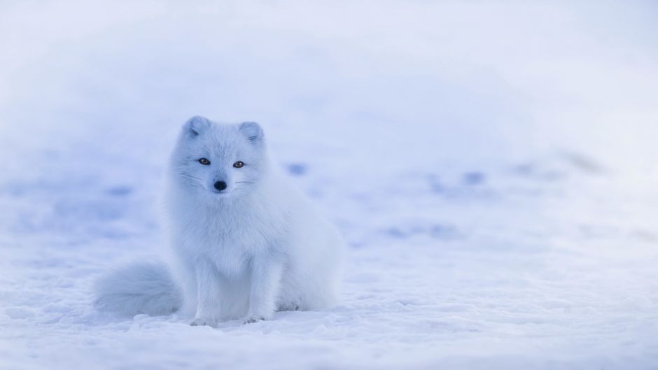 Arctic Fox.   - 