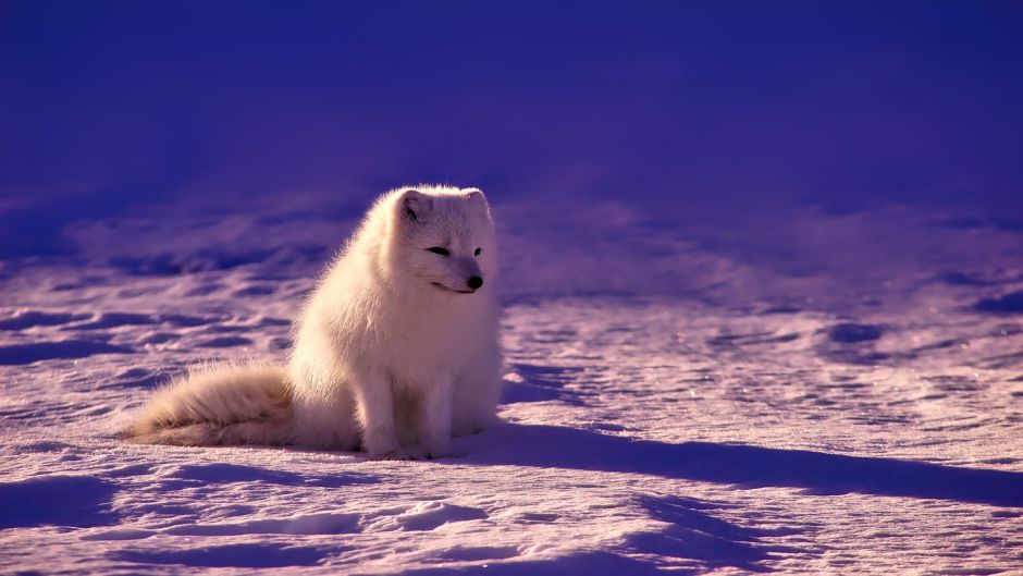 Arctic Fox.   - 