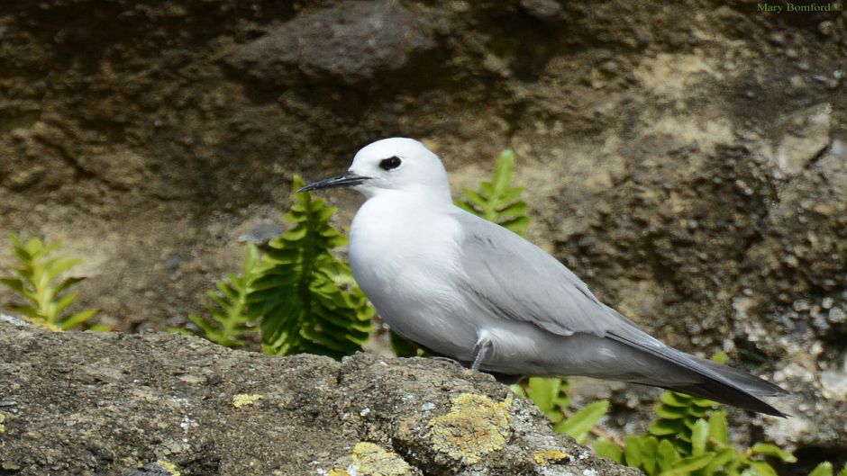 Grey Noddy, Guia de Fauna. RutaChile.   - CHILE