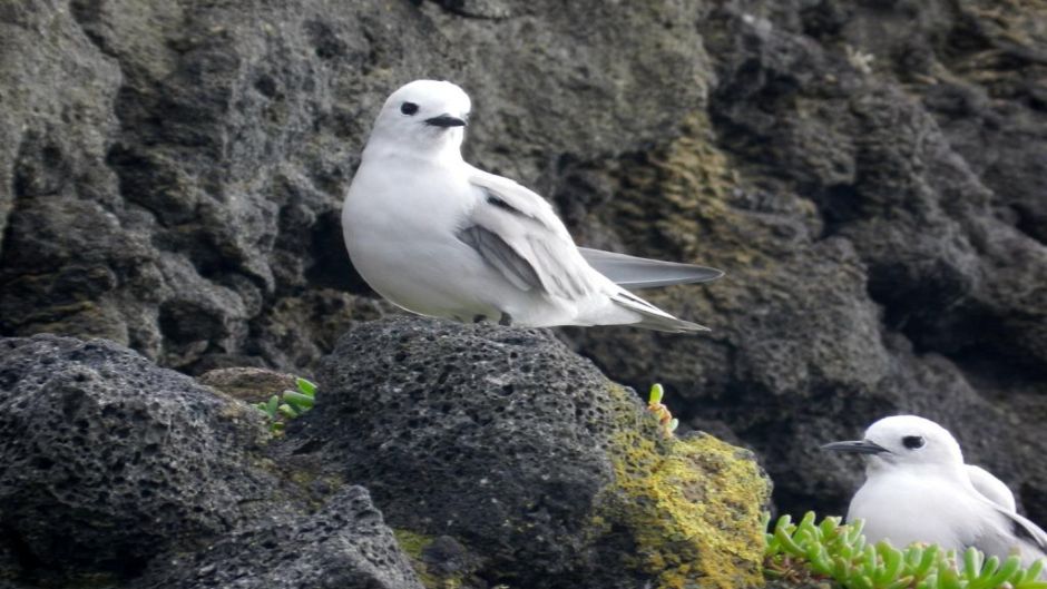 Grey Noddy, Guia de Fauna. RutaChile.   - New Zealand