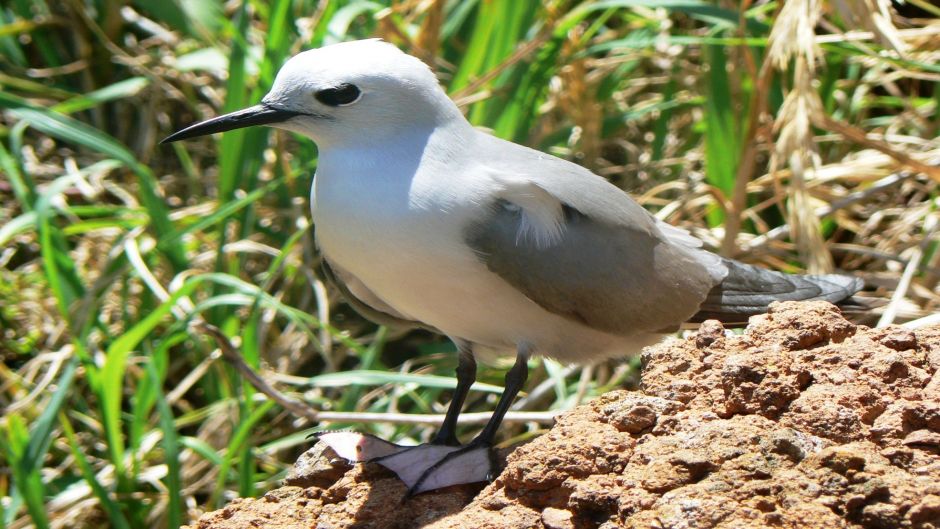 Grey Noddy, Guia de Fauna. RutaChile.   - CHILE