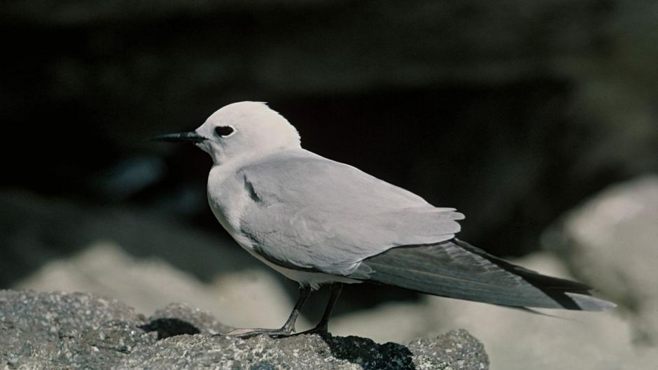 Grey Noddy, Guia de Fauna. RutaChile.   - 