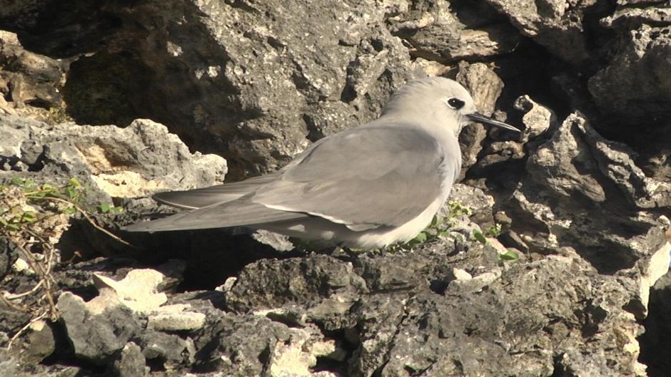 Grey Noddy, Guia de Fauna. RutaChile.   - 