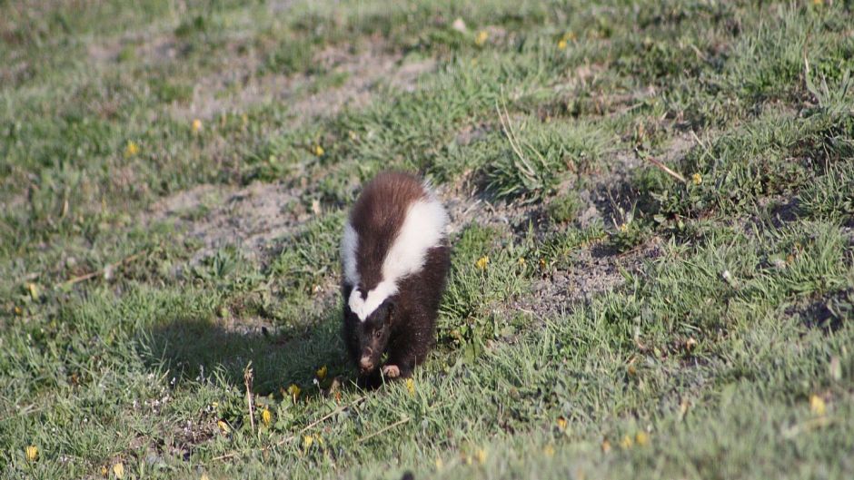  Patagonian skunk, Guia de Fauna. RutaChile.   - 